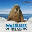 Walruses of the Arctic