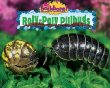 Roly-poly pillbugs