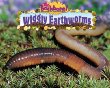 Wiggly earthworms