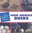 Farm animals: Ducks. Ducks /