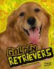 Golden retrievers