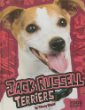 Jack Russell terriers