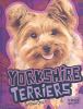 Yorkshire terriers