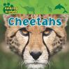 Cheetahs