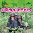 Chimpanzees