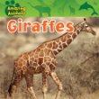 Giraffes