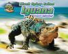 Black spiny-tailed iguana : lizard lightning!