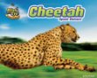 Cheetah : speed demon!