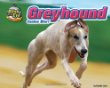 Greyhound : canine blur!