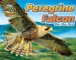 Peregrine falcon : dive, dive, dive!