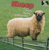 Sheep : ewes, rams, and lambs