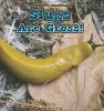 Slugs are gross!