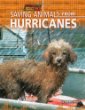 Saving animals from hurricanes