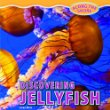 Discovering jellyfish