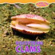 Discovering clams