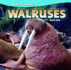 Walruses