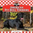 American pit bull terriers