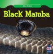 Black mamba