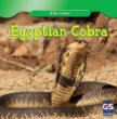 Egyptian cobra