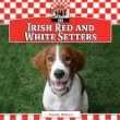 Irish red and white setters