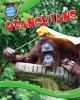 Orangutans