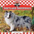 Shetland sheepdogs