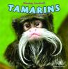Tamarins