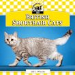 British shorthair cats