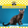 Havana brown cats