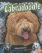 Labradoodle : a cross between a Labrador retriever and a poodle