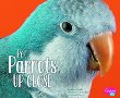 Pet parrots up close