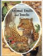 Animal trails and tracks