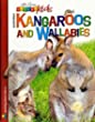 Australian Kangaroos And Wallabies.