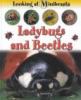 Ladybugs and beetles