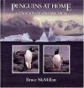 Penguins at home : gentoos of Antarctica