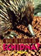 What on earth is an echidna?