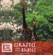 Giraffes and their babies