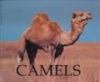 Camels