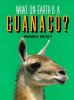 What on earth is a guanaco?