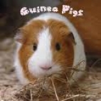 Guinea pigs /.