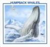 Humpback whales