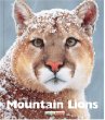 Mountain lions