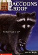 Raccoons on the roof