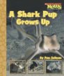 A shark pup grows up