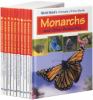 Monarchs and other butterflies.