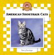 American shorthair cats