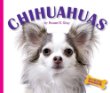 Chihuahuas