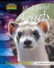 Black-footed ferrets : back from the brink