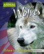 Gray wolves : return to Yellowstone