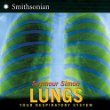 Lungs : your respiratory system